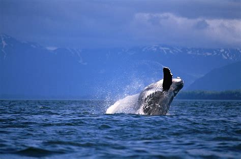 Humpback Whale Breaching Photograph by Mark Newman - Pixels