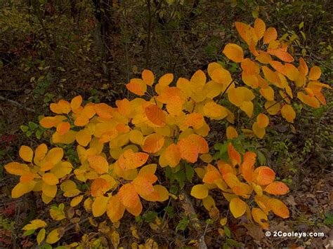 56 Ozarks fall foliage photos - 2Cooleys understory foliage pics