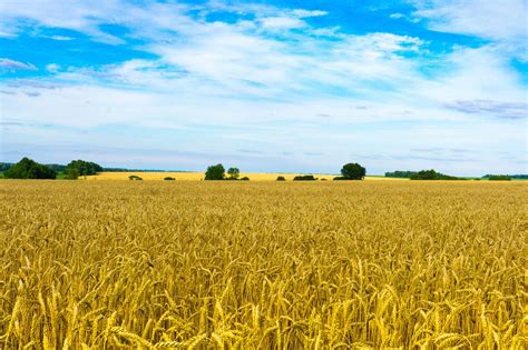 Field Wheat Sky - Free photo on Pixabay