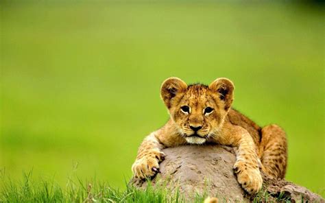 Baby Lion Wallpapers - Top Free Baby Lion Backgrounds - WallpaperAccess