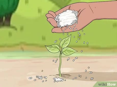 How To Use Urea Fertilizer For Maximum Yields - gaudintlacrianca