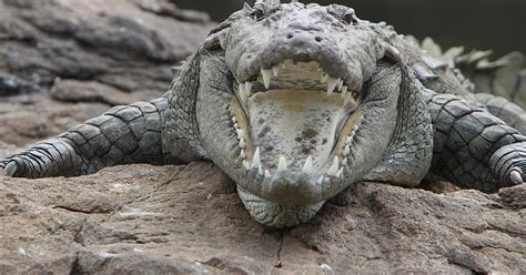 Drabbles: Tiny Traditional Stories in 100 Words: ~ 33. A Crocodile ...