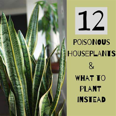 12 Poisonous Houseplants, Their Health Effects, and Safe Alternatives ...