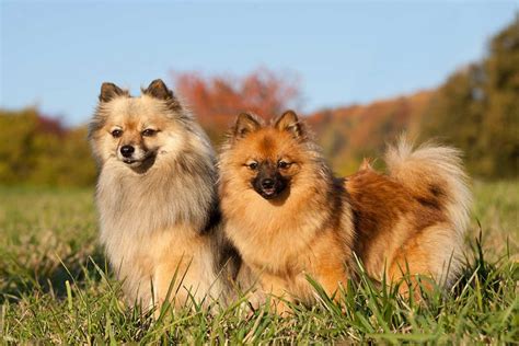 German Spitz (Klein) Dog Breed Information, Images, Characteristics, Health