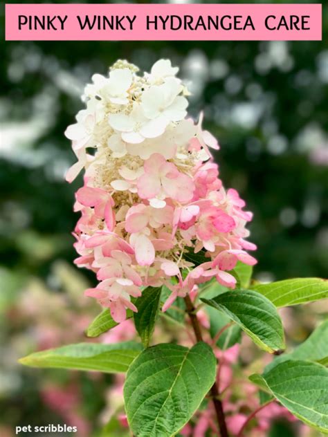 Pinky Winky Hydrangea Care — Your Ultimate Guide - Pet Scribbles