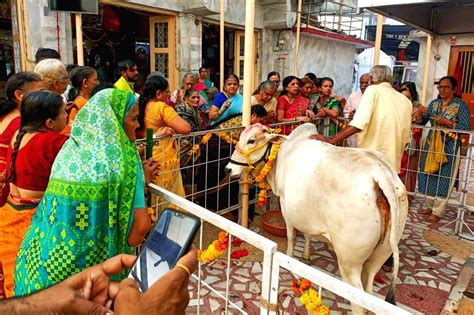 Nagpur : Devotees perform rituals on the occasion of 'Vasu Baras