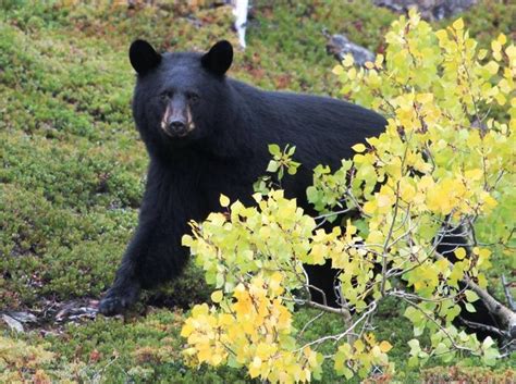 Alaska bears are feeding with a mission, to prepare for winter ...