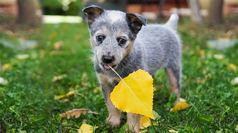 What Age Do Blue Heelers Ears Stand Up