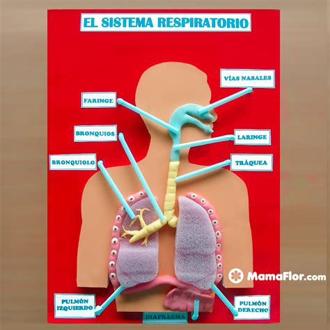 Maquetas del Sistema Respiratorio (DIY) - Manualidades MamaFlor