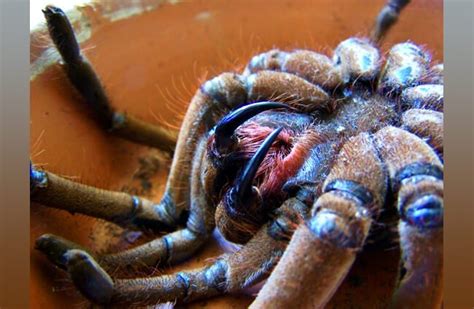 Goliath-Vogelfresser: Die größte Spinne der Welt | Unsere Natur