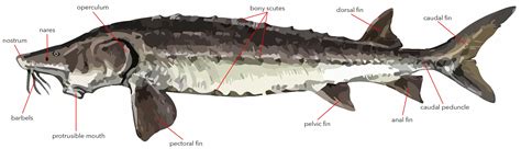 Ancient Fish Science: All About The World's 27 Sturgeon and Paddlefish Species - Caviar Star