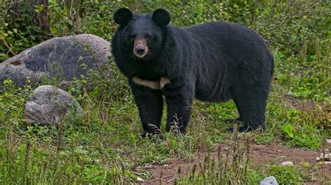 Asiatic Black Bear: Facts, Habitat and Population | RoundGlass Sustain