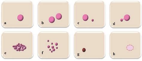 Schematic diagram of different types of buccal cells and the possible... | Download Scientific ...