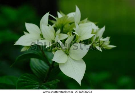 835 Dogwood Korean Images, Stock Photos & Vectors | Shutterstock