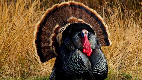 Raising Turkeys As Pets Or Only For Meat? What You Need To Know!