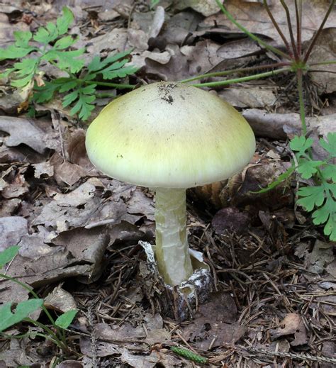 5 Poisonous Mushrooms You Should Know