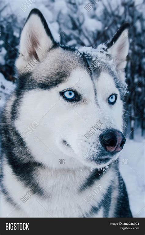 Husky Dog Blue Eyes Image & Photo (Free Trial) | Bigstock