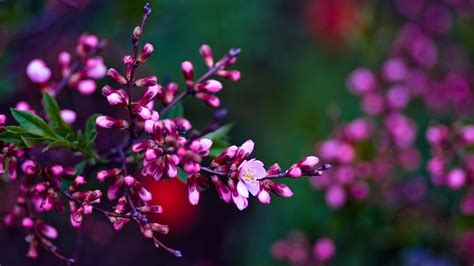 Wallpaper Spring Flowers HD – Cute Wallpapers 2023