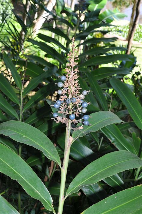 Alpinia caerulea | Bamboo Land Nursery QLD Australia