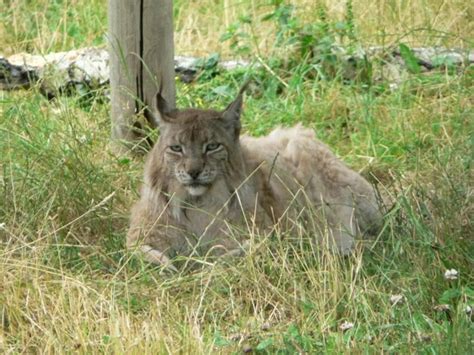 Free picture: lynx, bobcat
