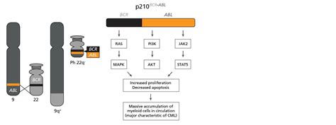 Culturing Leukemic Stem & Progenitor Cells with StemSpan™ Medium