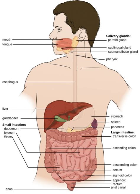 25.1 Anatomy and Normal Microbiota of the Digestive System – Microbiology: Canadian Edition
