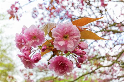 Kwanzan Cherry Tree Blossom Beauty Photograph by Iordanis Pallikaras ...