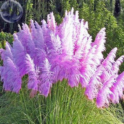 100 Seed Impressive Coloful Pampas Grass Seeds, DIY Ornamental Grass DO ...