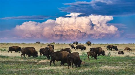 Colorado Bison Herd - Christopher L. Thomas - Fine Art Photography ...