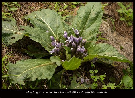 Mandragora officinalis