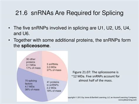 PPT - Chapter 21 RNA Splicing and Processing PowerPoint Presentation ...