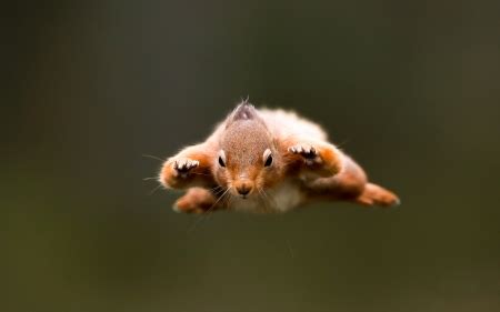 Funny Flying Animals