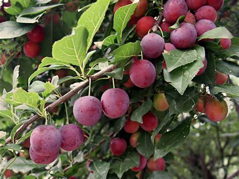 All About Chickasaw Plums - Minneopa Orchards