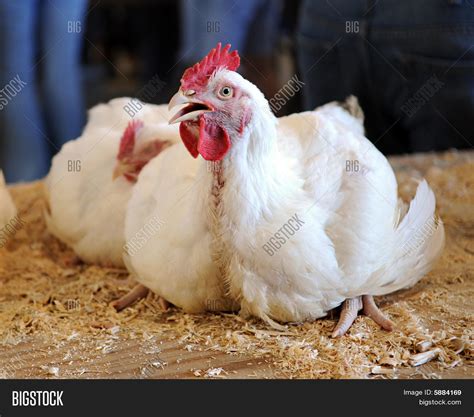 Squawking Show Chicken Image & Photo | Bigstock