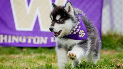 UW seeks mascot handlers for 'Dubs' | king5.com