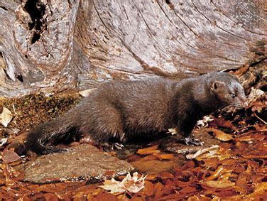 mink | Description, Habitat, Diet, & Facts | Britannica