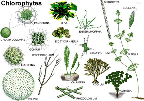 Phylum Chlorophyta