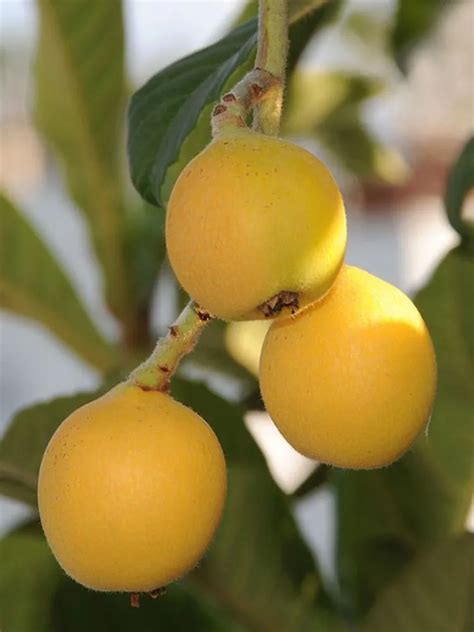 Japanese plum Plant Care & Growing Basics: Water, Light, Soil ...