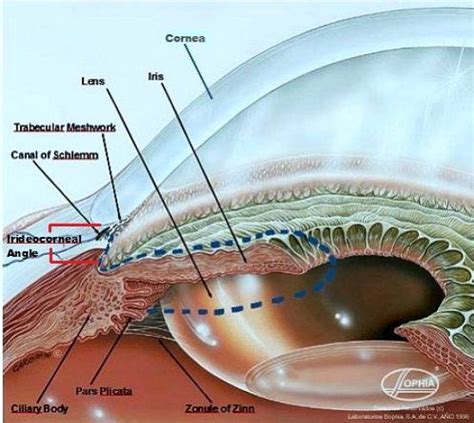 Anatomy Of The Eye Anterior Chamber - ANATOMY