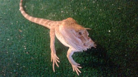 Pogona vitticeps feeding - YouTube