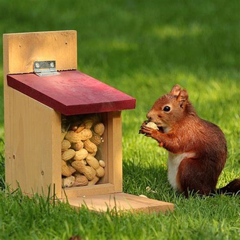 Danger of Feeding Raw Peanuts to Squirrels - Northwest Seed & Pet