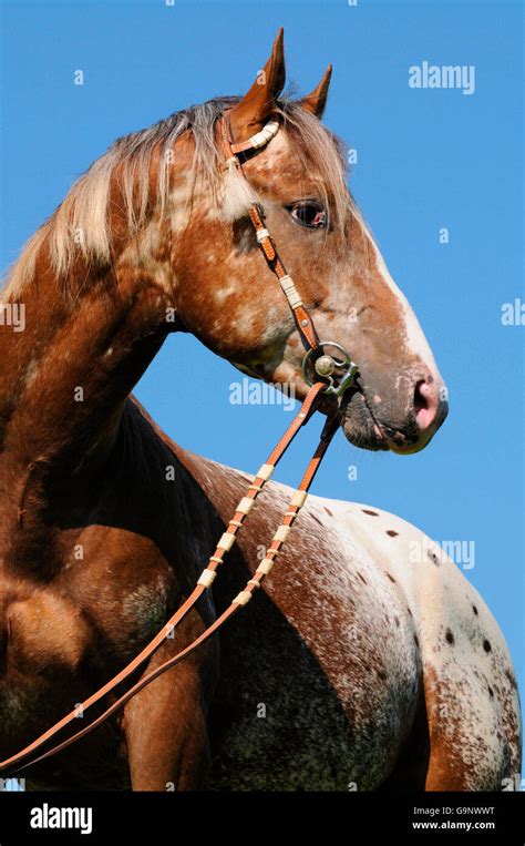 Appaloosa, stallion / chestnut, blanket, spots, headgear Stock Photo ...