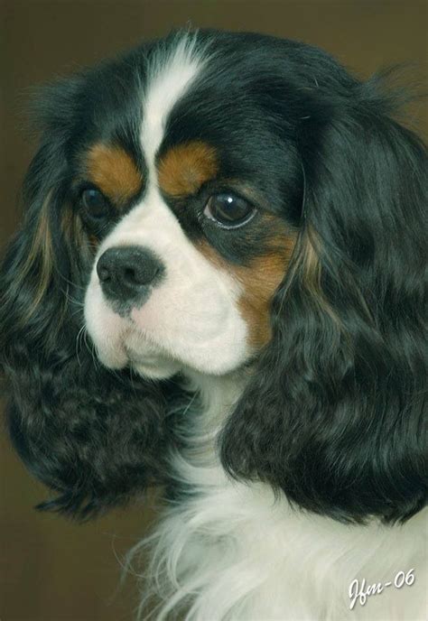 Cocker Spaniel King Charles Cavalier Puppies