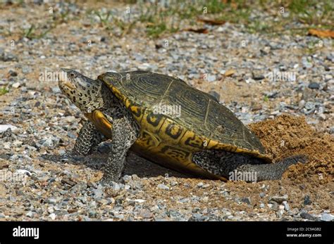 Diamondback terrapin laying eggs Stock Photo - Alamy