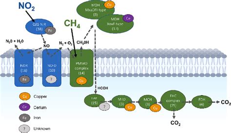 Scheme of the anaerobic metabolism of N-damo bacteria ("Ca ...