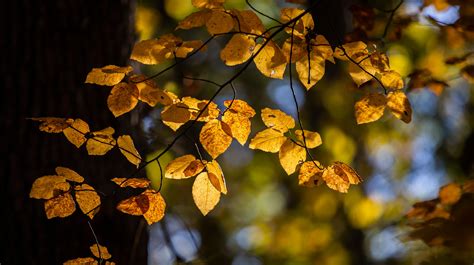 Fall colors in Iowa: When and where you should go to see peak fall foliage