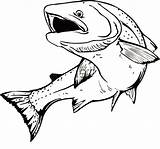 Apache Trout Open His Mouth Wide Coloring Pages  Best Place To Color sketch template
