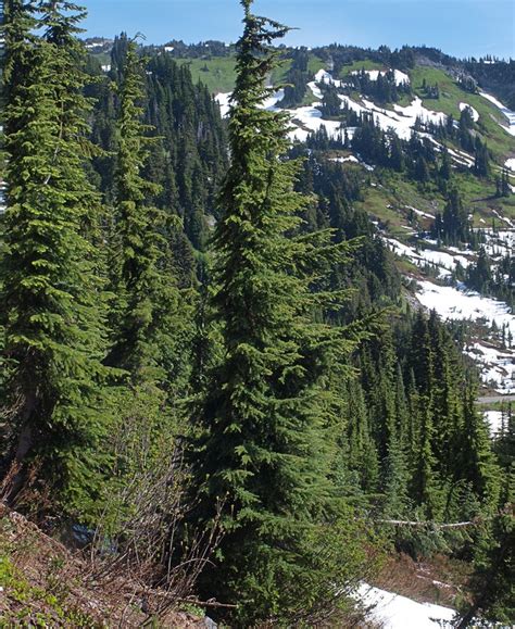 Mountain Hemlock - Tsuga mertensiana