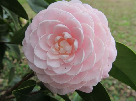 Alabama State Flower, Camellia | Flowers, Rose, Plants