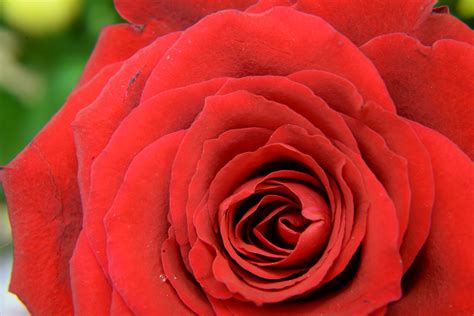 Red Roses · Free Stock Photo